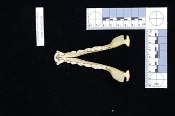 Media type: image;   Mammalogy BANGS-6952 Description: Image of skeleton specimen - dorsal view. dorsal view of mandible.;